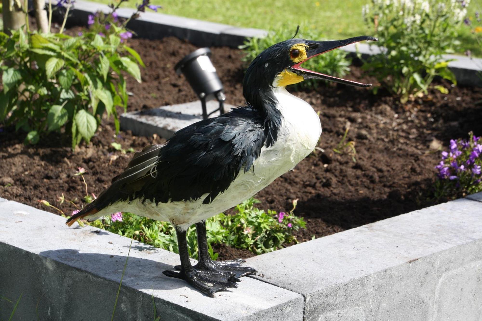 Haus Kormoran Am Lauwersmeer 175 Anjum Eksteriør billede